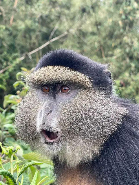 Uganda and Rwanda gorilla trekking safari tour