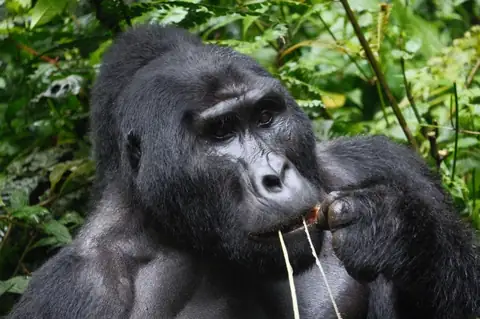 Uganda Fly-in Safari